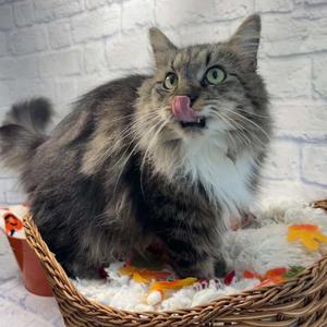 Clawdia, adult, available for adoption