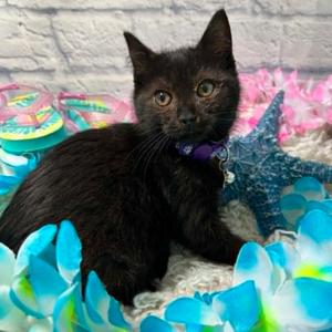 Eve, kitten, available for adoption