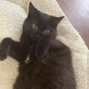 Eve, adult, available for adoption
