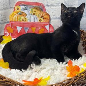 Emma, kitten, available for adoption