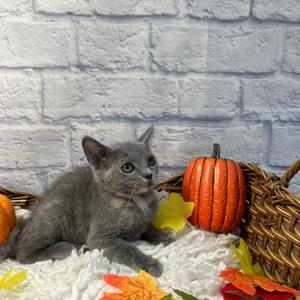 Dolly, kitten, available for adoption