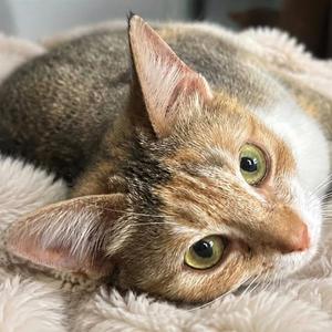 Autumn, adult, available for adoption