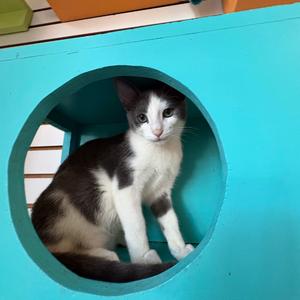 Denali, adult, available for adoption