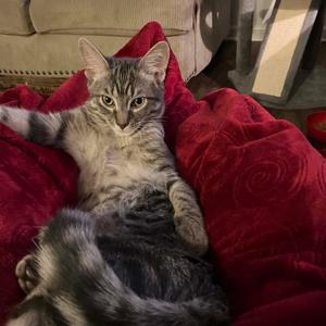 Aurora (Molly), adult, available for adoption