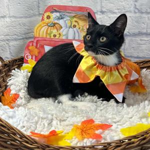 Binx, kitten, available for adoption
