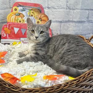Ash, adult, available for adoption