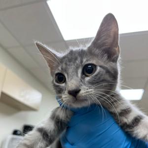 Ash, kitten, available for adoption