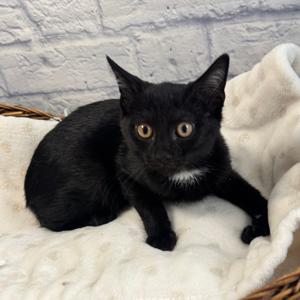 Felix, kitten, available for adoption