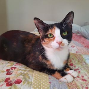 BeBe, adult, available for adoption