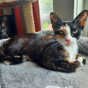 BeBe, adult, available for adoption