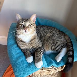 Boots, adult, available for adoption