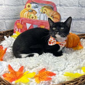 Beetlejuice, kitten, available for adoption