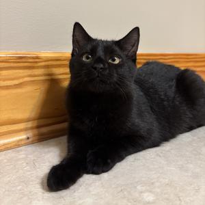 Echo, kitten, available for adoption