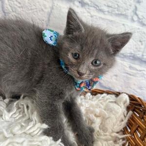 Eeny, kitten, available for adoption