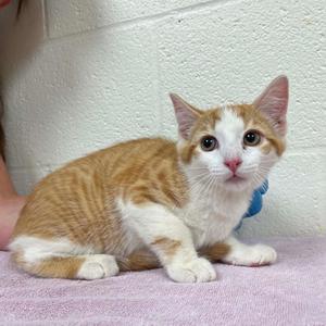 Bay, kitten, available for adoption