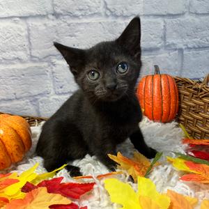 Billie Jean, kitten, available for adoption