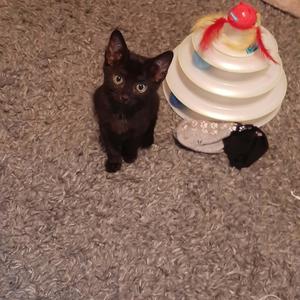 Finley, kitten, available for adoption