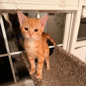 Buttons, kitten, available for adoption