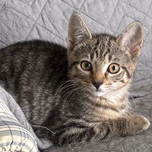 Clover, kitten, available for adoption
