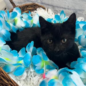Atom, kitten, available for adoption