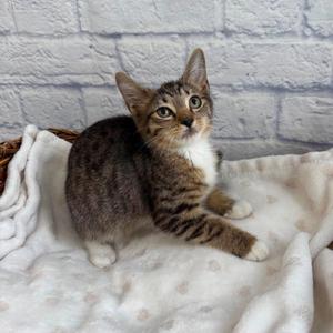 Brownie, kitten, available for adoption