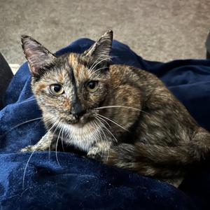 Coral, adult, available for adoption