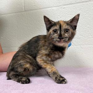 Coral, kitten, available for adoption