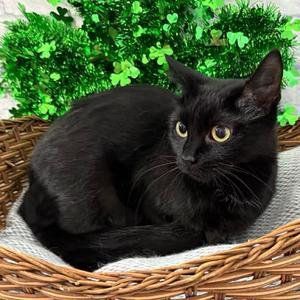Cinder, adult, available for adoption
