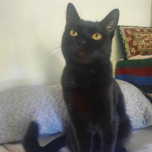 Cinder, adult, available for adoption