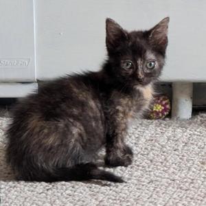 Celine, kitten, available for adoption