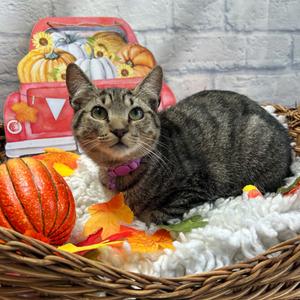 Chai, adult, available for adoption