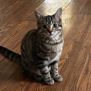 Boo, adult, available for adoption