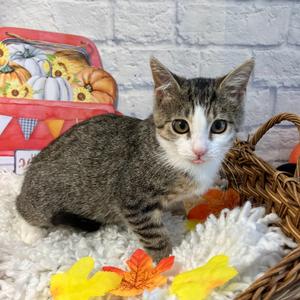 Betty, kitten, available for adoption