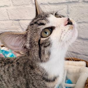 Ethel, kitten, available for adoption