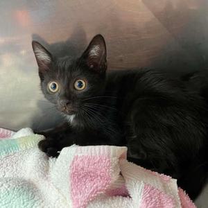 Atlas, kitten, available for adoption