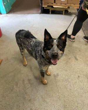 Otis, Australian Cattle Dog / Blue Heeler, adult, available for adoption