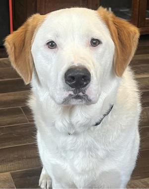 Sam, Retriever, adult, available for adoption