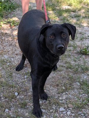 A black dog standing on a gravel path, looking directly at the camera with a red leash attached to its collar.