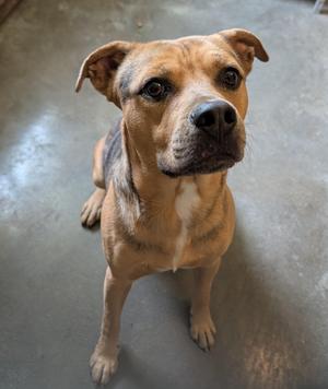 Handsome Dan, Catahoula Leopard Dog / Shepherd, adult, available for adoption