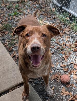 Dagwood, Labrador Retriever / Staffordshire Bull Terrier, adult, available for adoption
