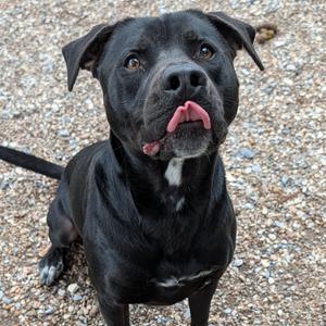 Heath, Black Labrador Retriever, adult, available for adoption