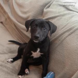 A black puppy with a white patch on its chest sitting on a beige couch.