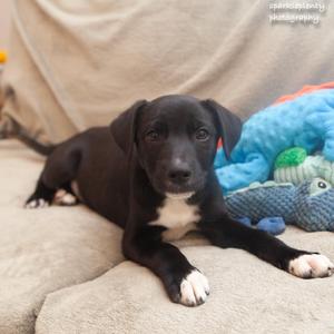 Anakin, Mixed Breed, puppy, available for adoption