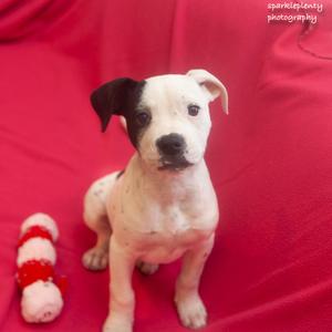 Calamity Jane, Mixed Breed, puppy, available for adoption