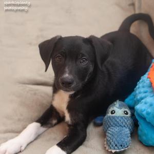 Yoda, Mixed Breed, puppy, available for adoption