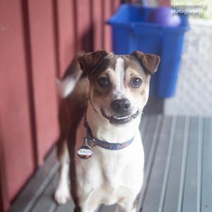 Smiley, Mixed Breed, puppy, available for adoption