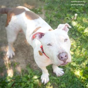 Minina, Mixed Breed, adult, available for adoption
