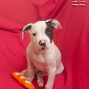 Butch, Mixed Breed, puppy, available for adoption