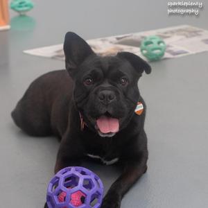 Peppa, French Bulldog, young, available for adoption