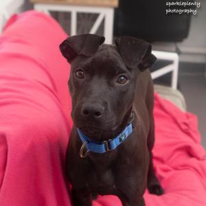 Champion, Mixed Breed / Labrador Retriever, puppy, available for adoption